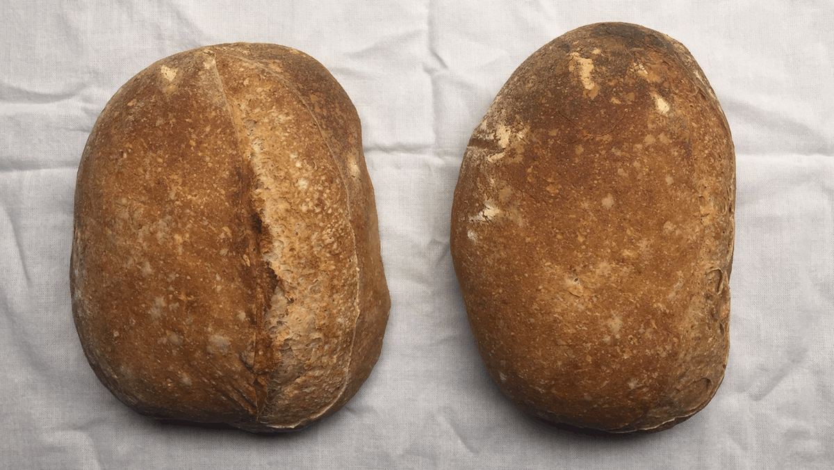 Two loaves, the one on the right with undeveloped ear