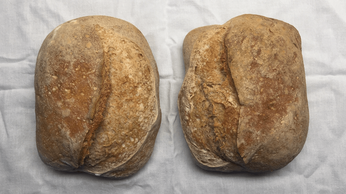 Two loaves both with good ears, the one on the right badly scored because left-handed