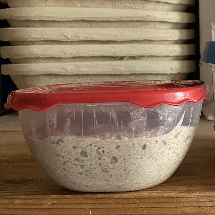 Small container of rye flour starter